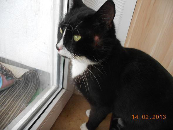 Geschwollene Backe Bei Meinem Kater Katze