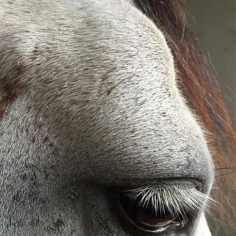 Geschwollene Stelle Uberm Pferdeauge Pferde Augen Schwellung