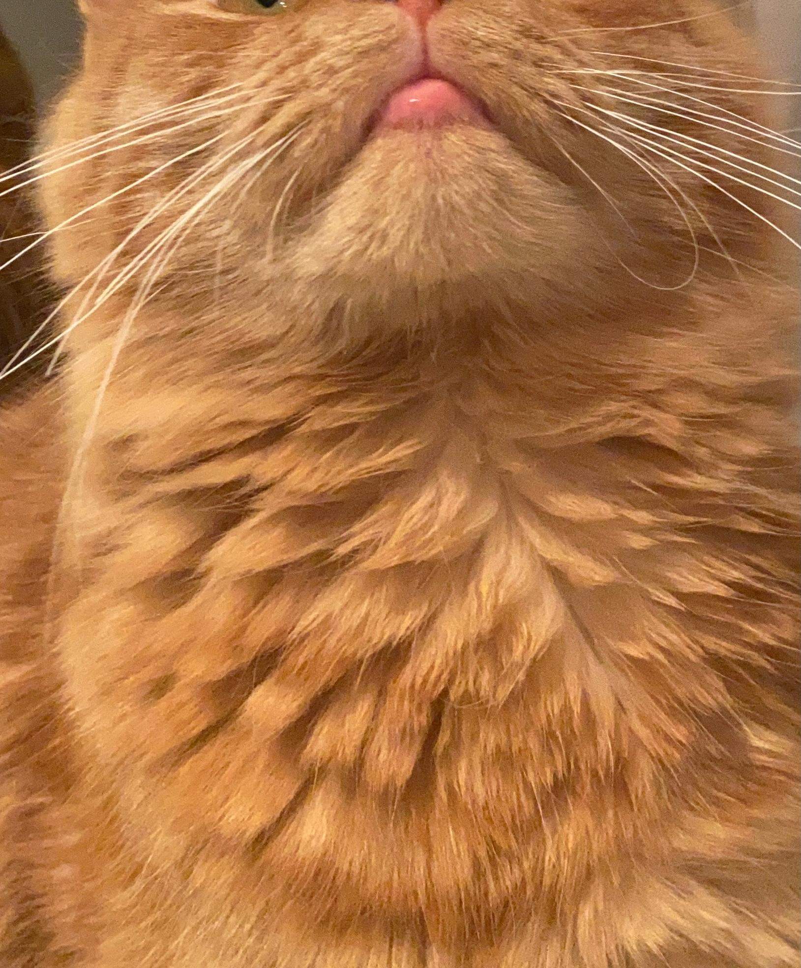 Eosinophiles Granulom Katze Geschwollene Unterlippe