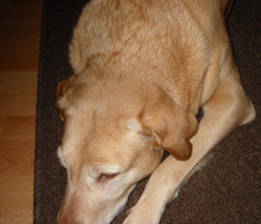 Geschwollenes Schlappohr? (Hund, Hundekrankheiten)