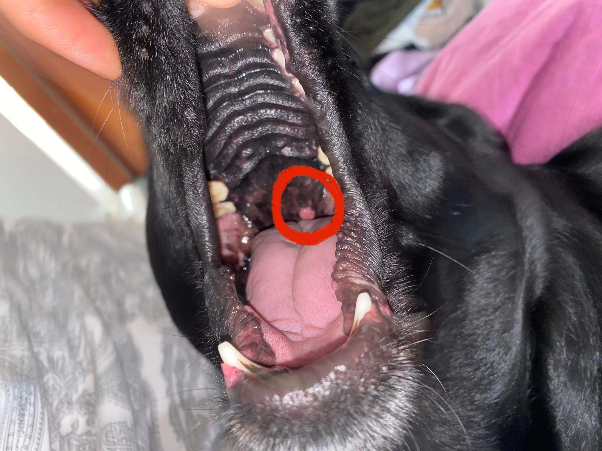 Geschwulst im Hunde Maul? (Hund)