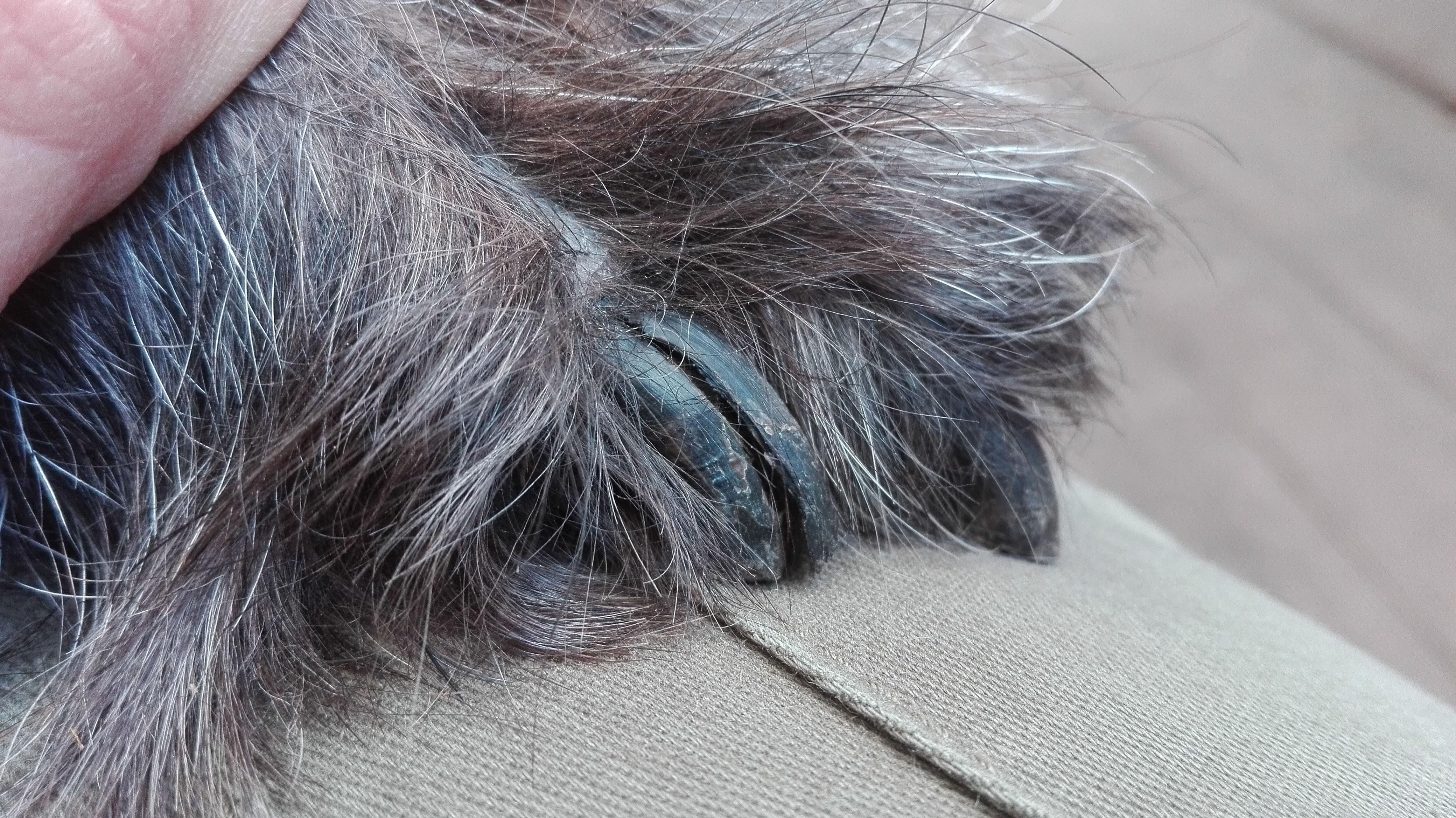 Gespaltene Kralle beim Hund? (Tiere, Tierarzt, Krallen)