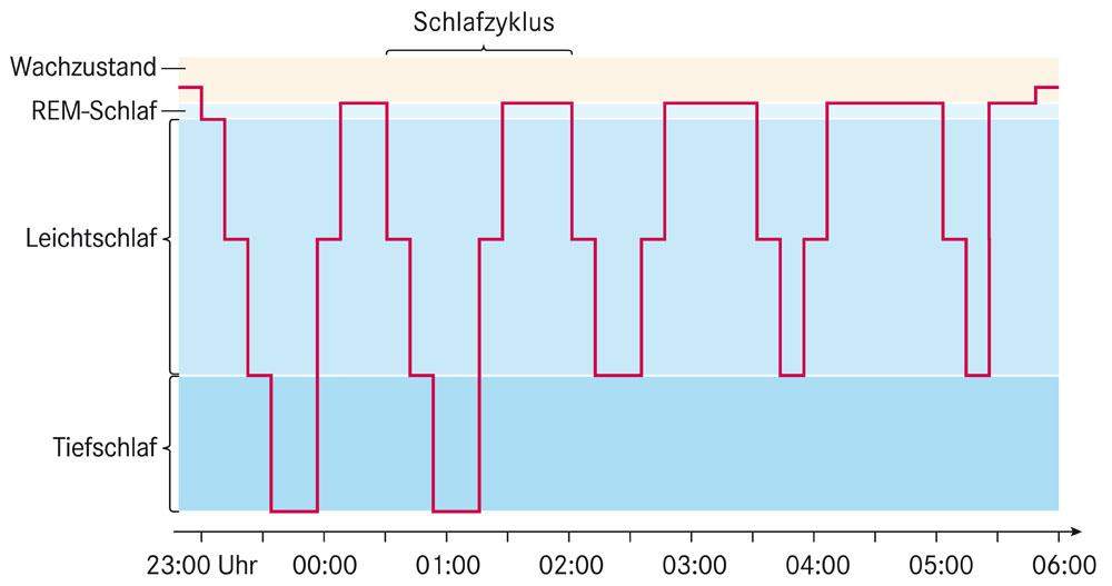 Gesunder Schlafzyklus? Gesundheit, Schlaf) Gesunder Schlafzyklus? Gesundheit, Schlaf)