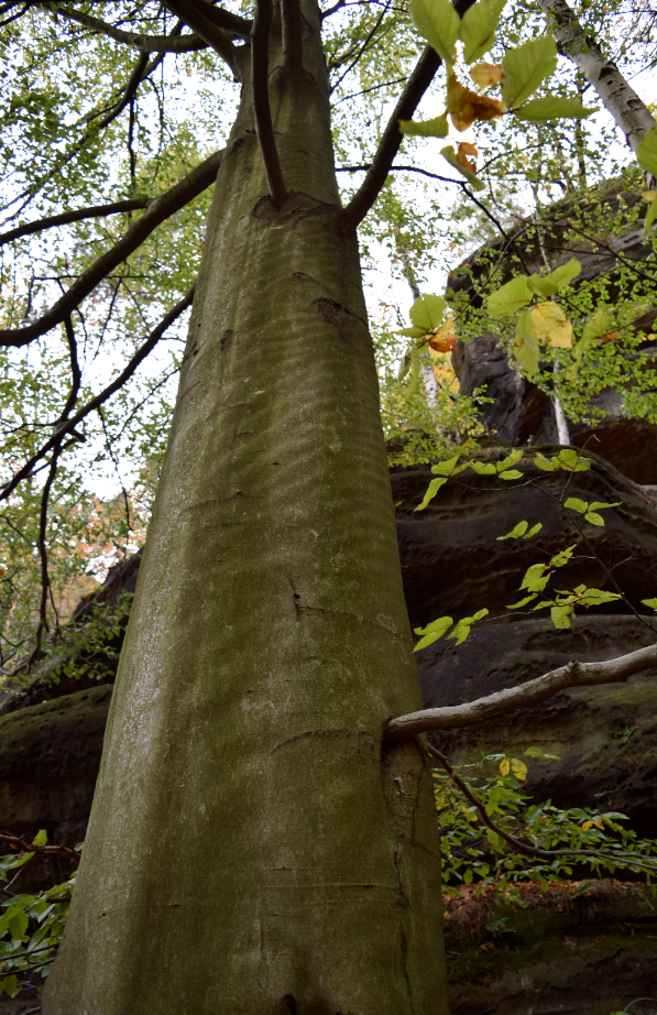 "Getigerte" bzw. geschrumpelte Baumstamm/rinde Was hat dieser Baum