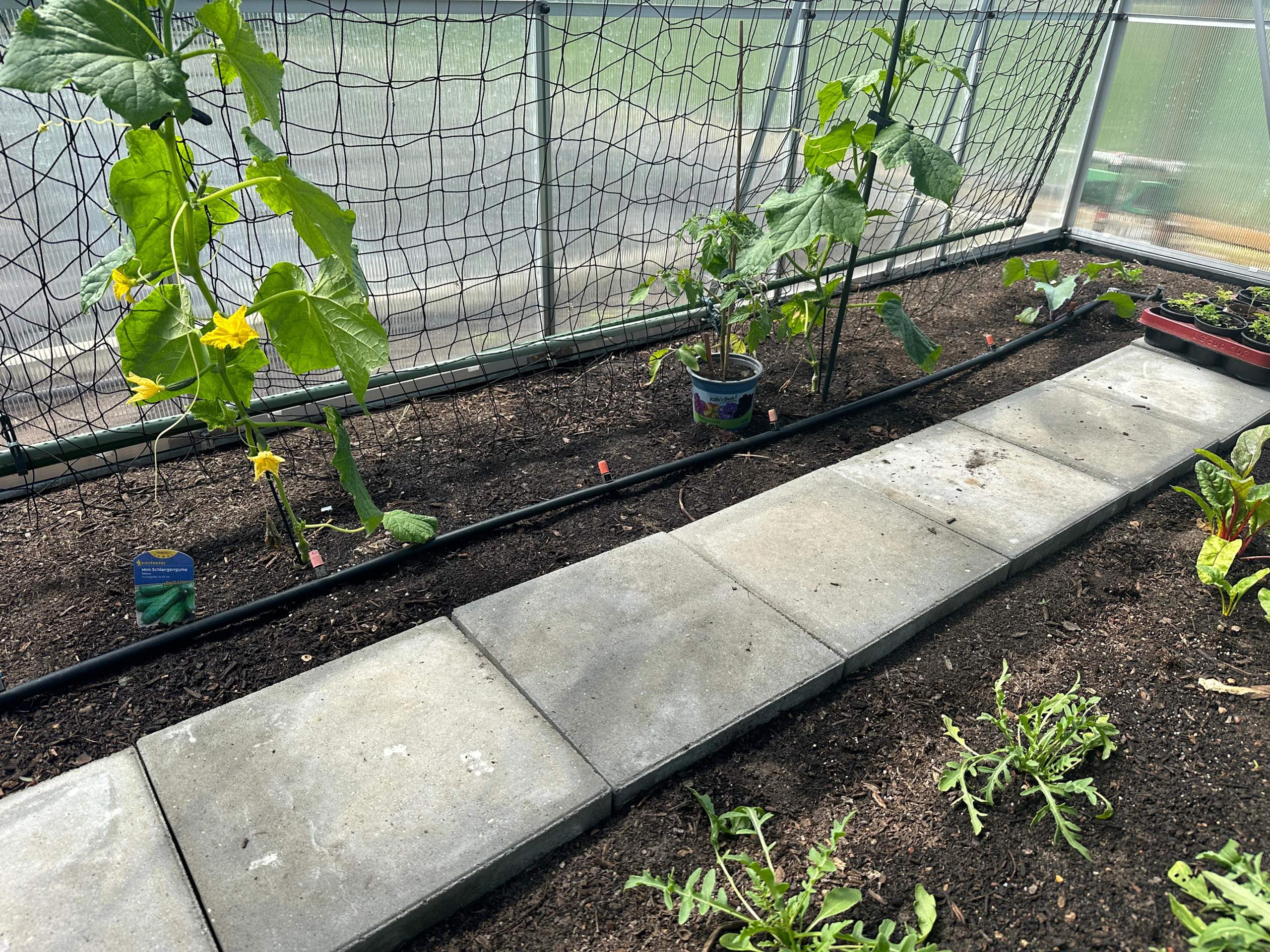 Gewächshaus Gurken 🥒 neben Tomaten 🍅? (Gemüse, Gemüseanbau)