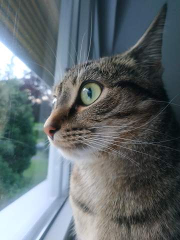 gewicht meiner katze normal haustiere katzen artgerechte haltung