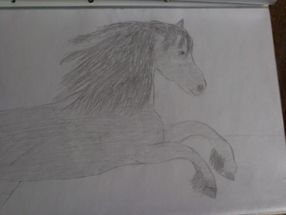 Pferd - (Schule, Tiere, Bilder)