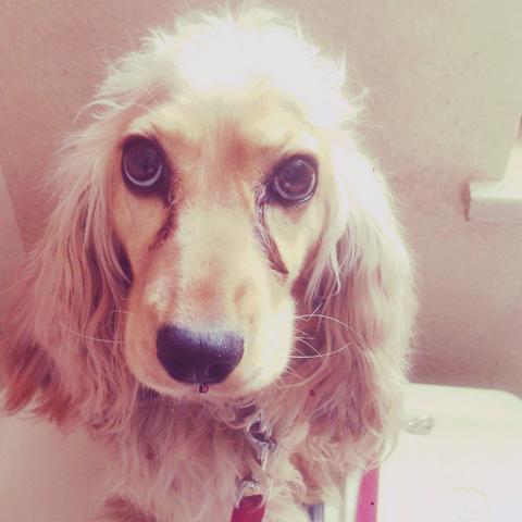 Lilly,2 Jahre alt (7.6.2013) - (Hund, Augen, Tierarzt)