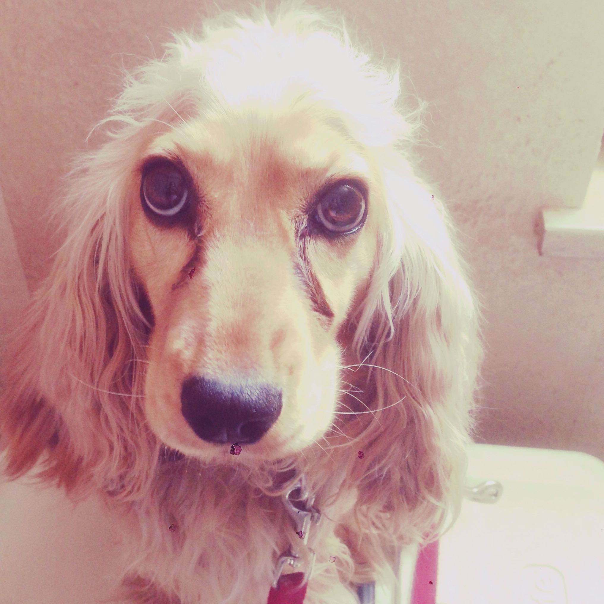 Gibt es Augentropfen für die Tränenden Augen meiner Hündin? (Hund