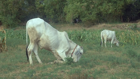 - (Tiere, Verhalten, fressen)