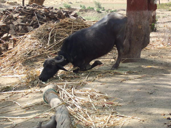 - (Tiere, Verhalten, fressen)
