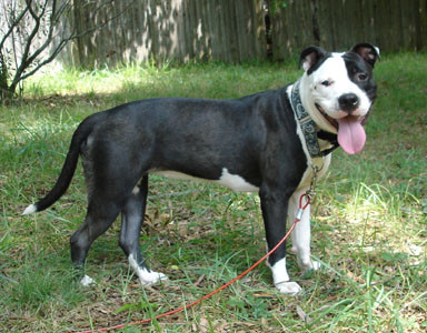 gibt es die rasse american pitbull terrier oder ist das auch ein staffordshire terrier nur die amerikanische form liebe tiere deutschland