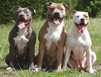 gibt es die rasse american pitbull terrier wirklich nicht tiere hund wissen