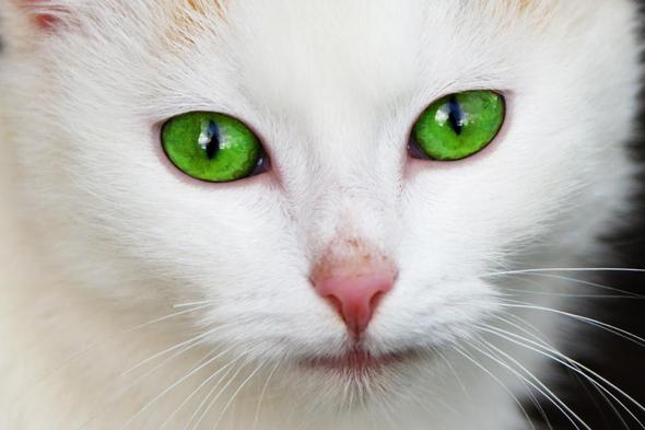 Katze mit grünen Augen - (Tiere, Katze, Haustiere)