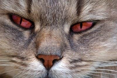 Katze mit roten Augen - (Tiere, Katze, Haustiere)