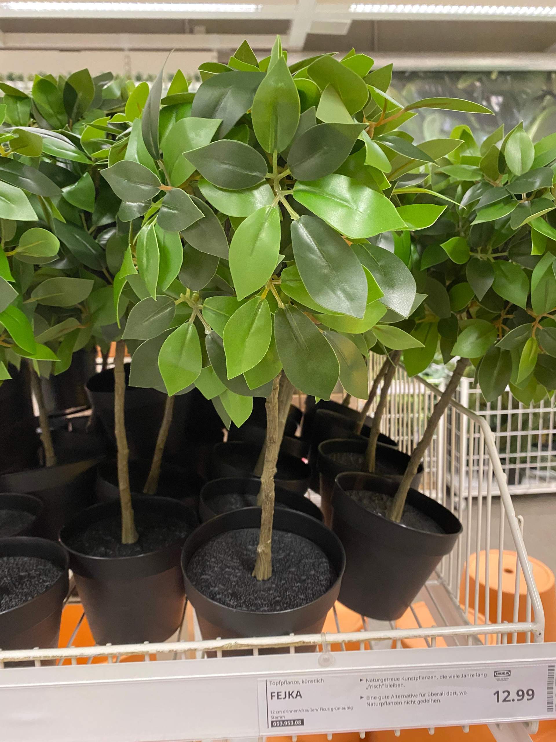 Wissenschaft Beweist: Dein Gehirn Liebt Es! Diese Pflanze Ist Der Natürliche Schutz Vor Alzheimer. - nj4y49r