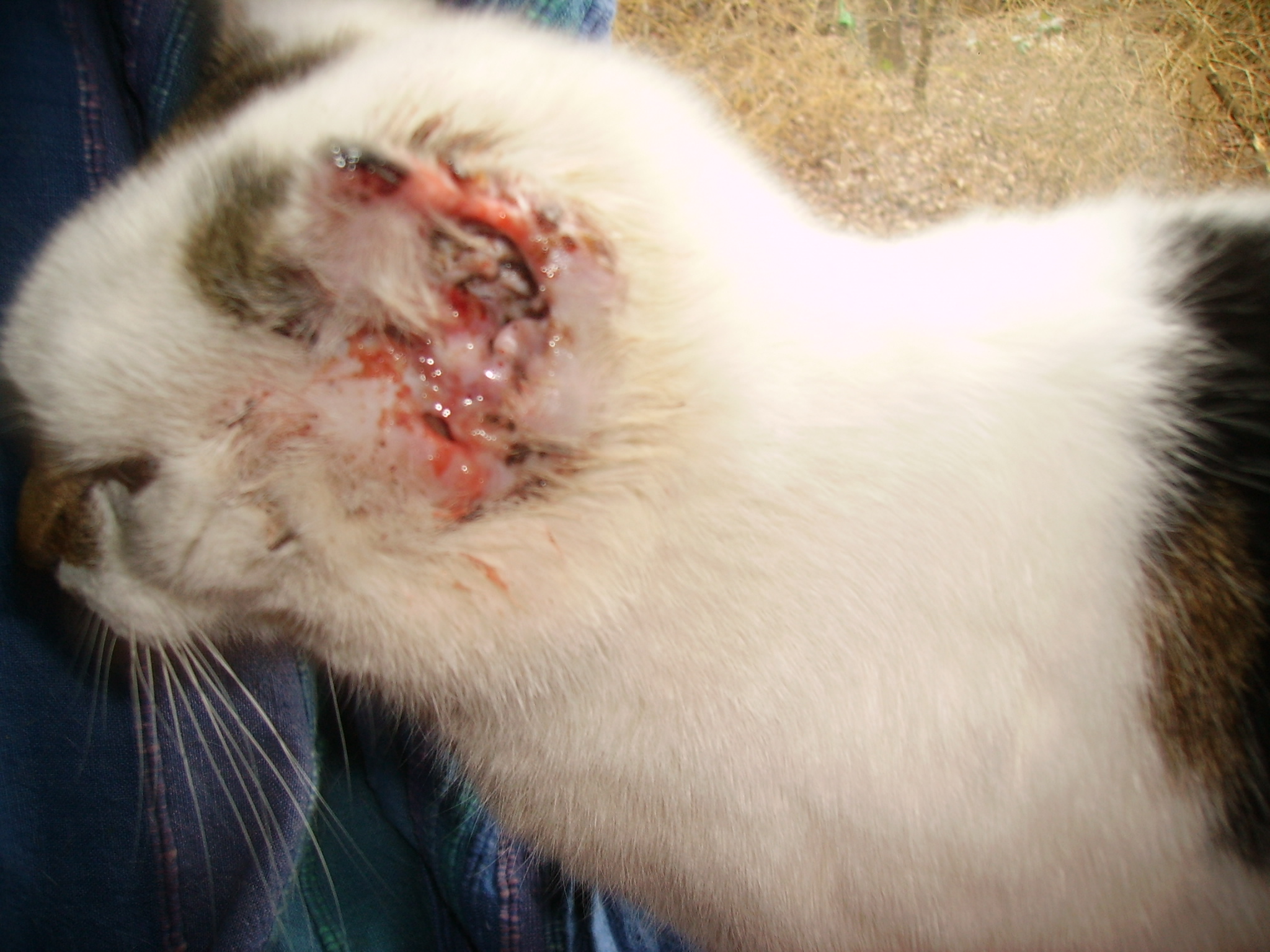 Eine Heilung für Darmwürmer bei Katzen
