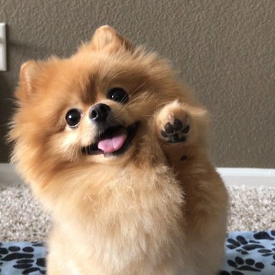 gibt es eine pomeranien zucht in koln dusseldorf hund kaufen welpen