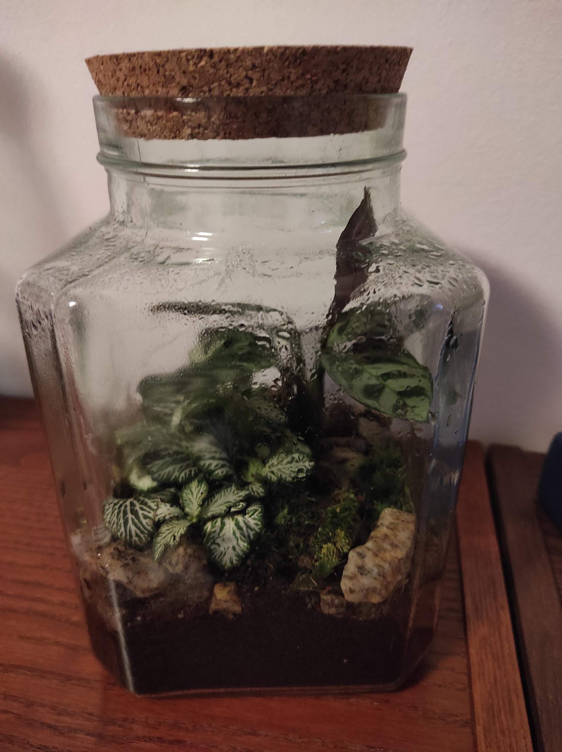 Gibt es genug Sauerstoff in diesem für zwei Schnecken? (Tierhaltung