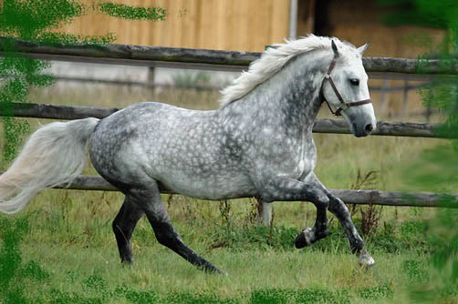 und Grey Connemara Pony - (Spiele, online, Pferd)