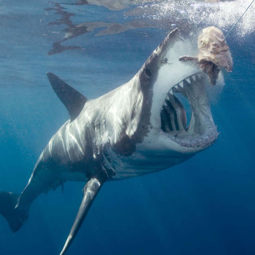 Gibt es Megadolon heute noch? (Hai, megalodon)