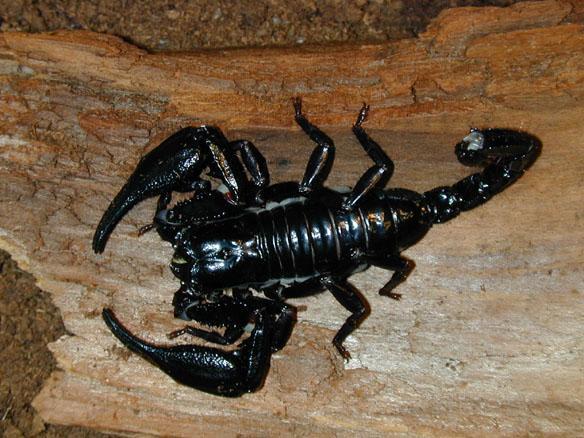 Skorpion - (Insekten, Skorpion)
