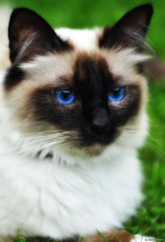 Gibt Es So Eine Katze In Wirklichkeit Tiere Augen Katzen