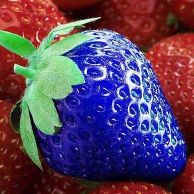 Foto einer Blauen Erdbeere  - (Pflanzen, Fake, Erdbeeren)