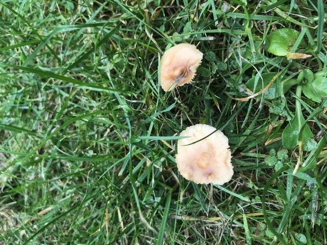 Download Giftige Pilze Für Hunde Background