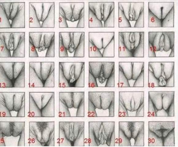 Vaginas verschiedene 36+ großartig