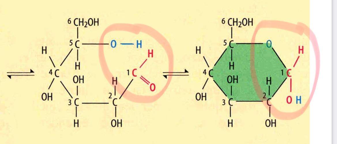 Ringform Glucose Ringform? (Biologie, Alkohol, Wasser)