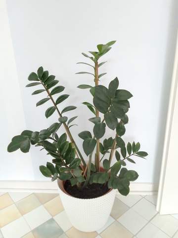 geschenk kaktus Trendation
