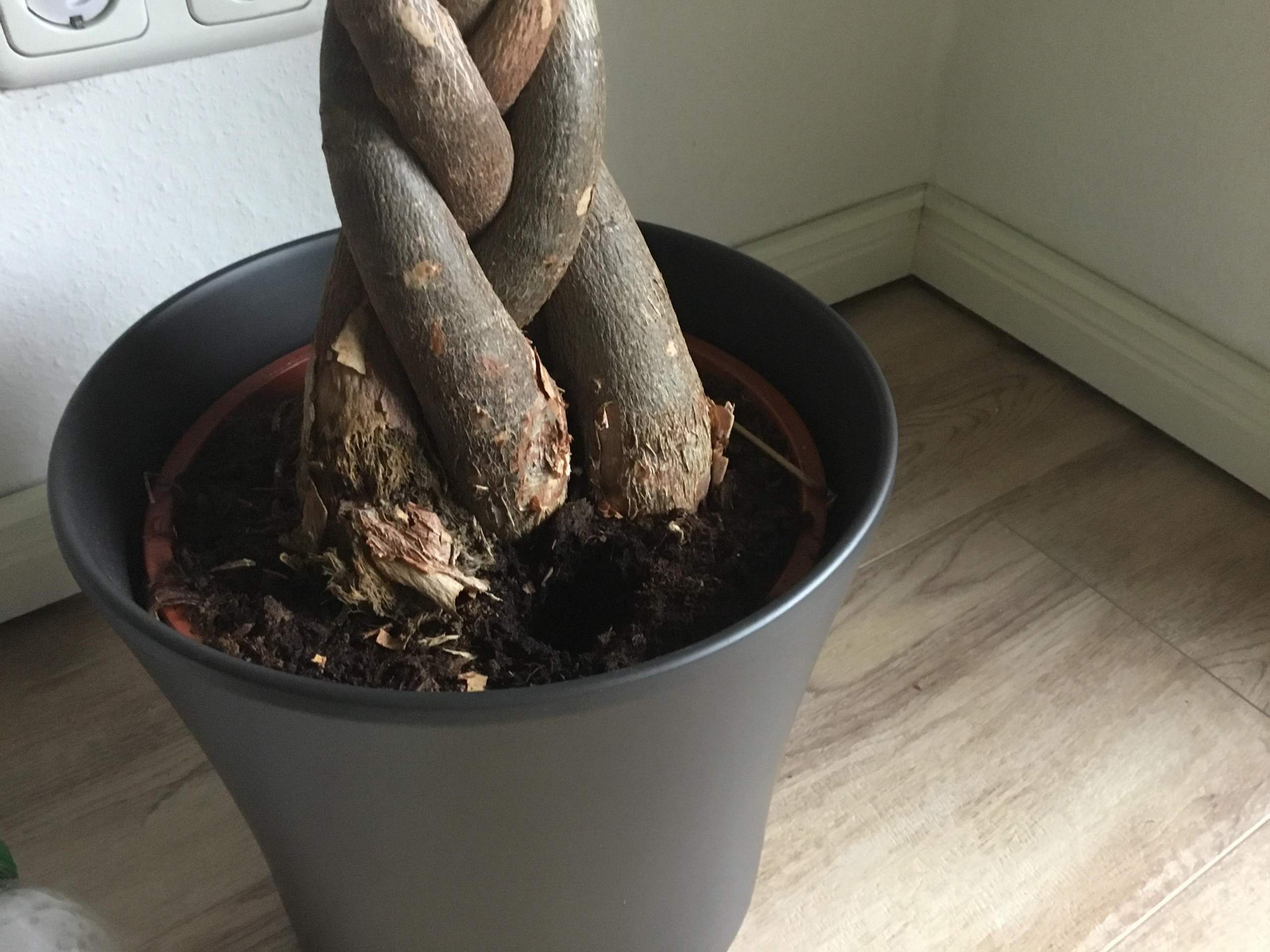 Glückskastanie hat einen trockenen Stamm aber grün blätter? (Pflanzenpflege, Zimmerpflanzen