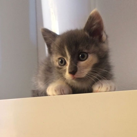 Gluckskatze Oder Nicht Tiere Katze