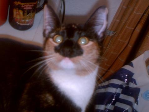 Gluckskatzen Wie Hoch Ist Die Chance Es Weiter Zu Vererben Katzen Fellfarbe