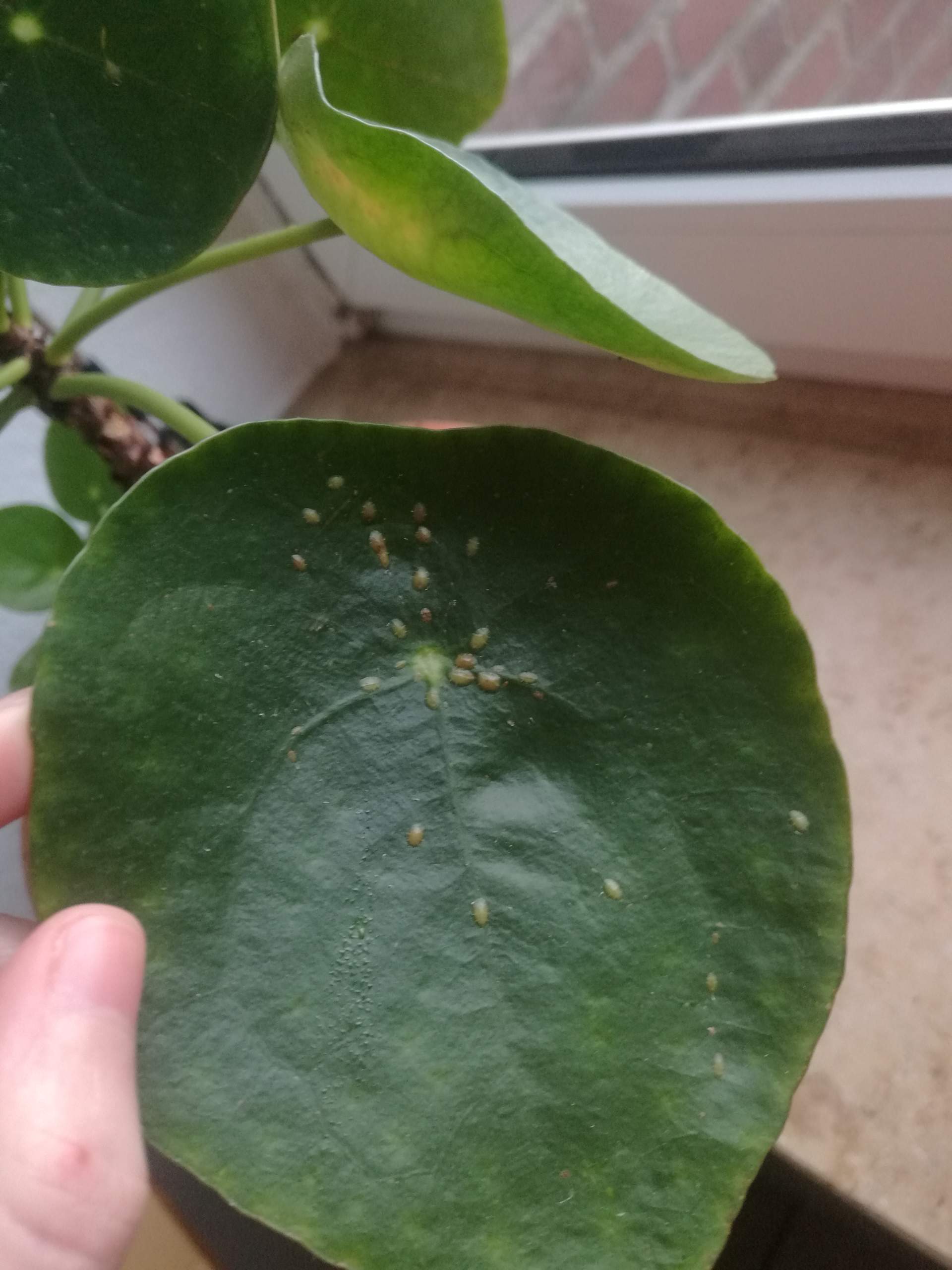 Glückstaler, Chinesischer Geldbaum (Pilea peperomioides) hat braune