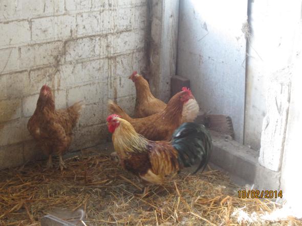 Drei Hennen und ein Hahn - (Tierschutz, Huhn, Bauernhof)