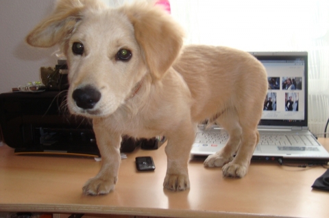 German Shepherd Golden Retriever Mix