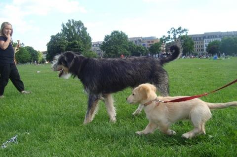 Golden Retriever Dackel Mischling Hund