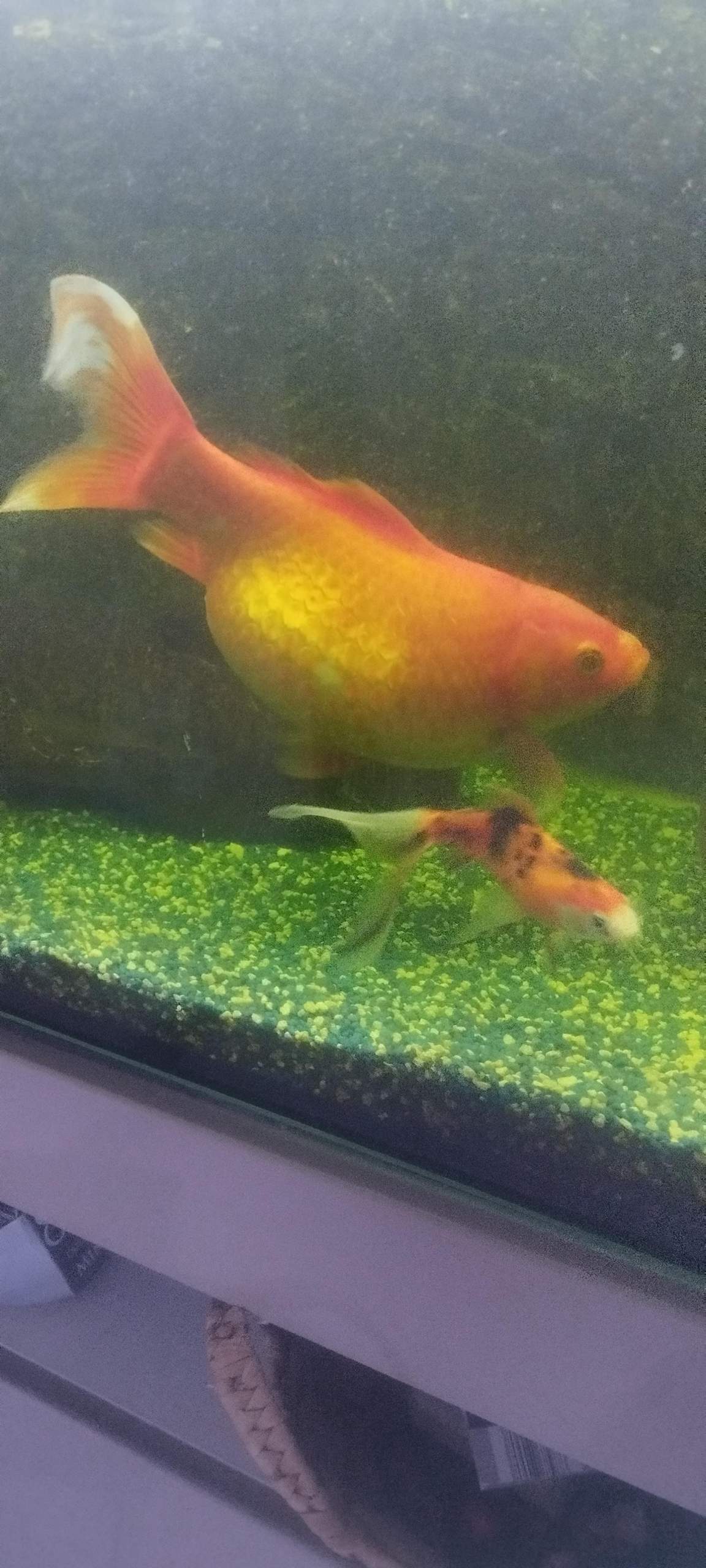 2x Goldfisch Dekoration - Realistische Fische Für Aquarium 6,5cm