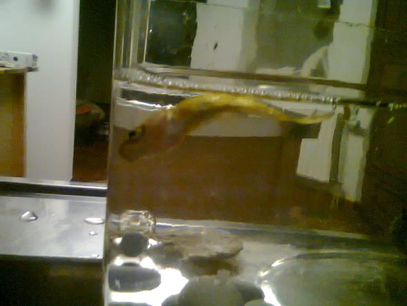 Goldfisch - (Fische, sterben, Goldfische)
