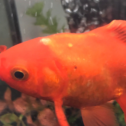 Goldfisch Hat Eine Weisse Wollbung Auf Dem Kopf Krankheit Fische Goldfische