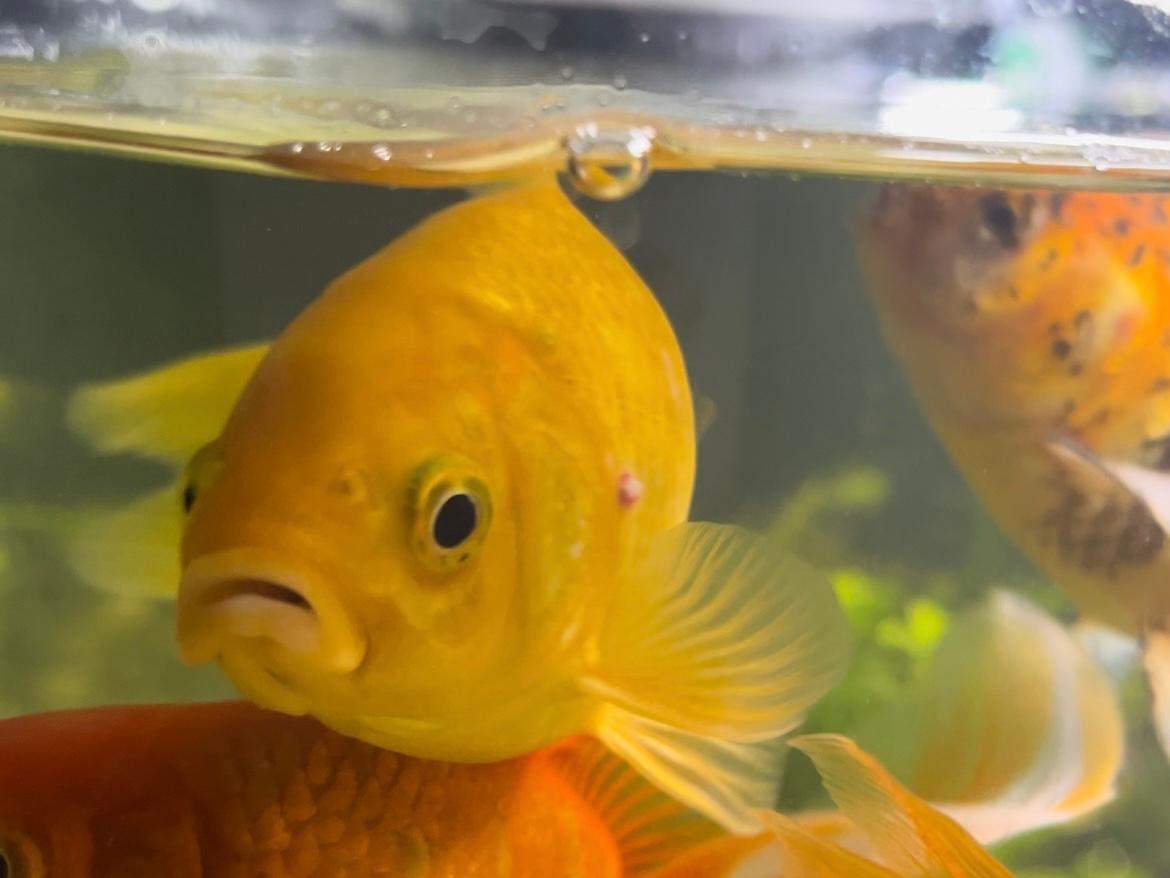Goldfisch Liegt Auf Der Seite Und Bewegt Sich Kaum www.gutefrage.net