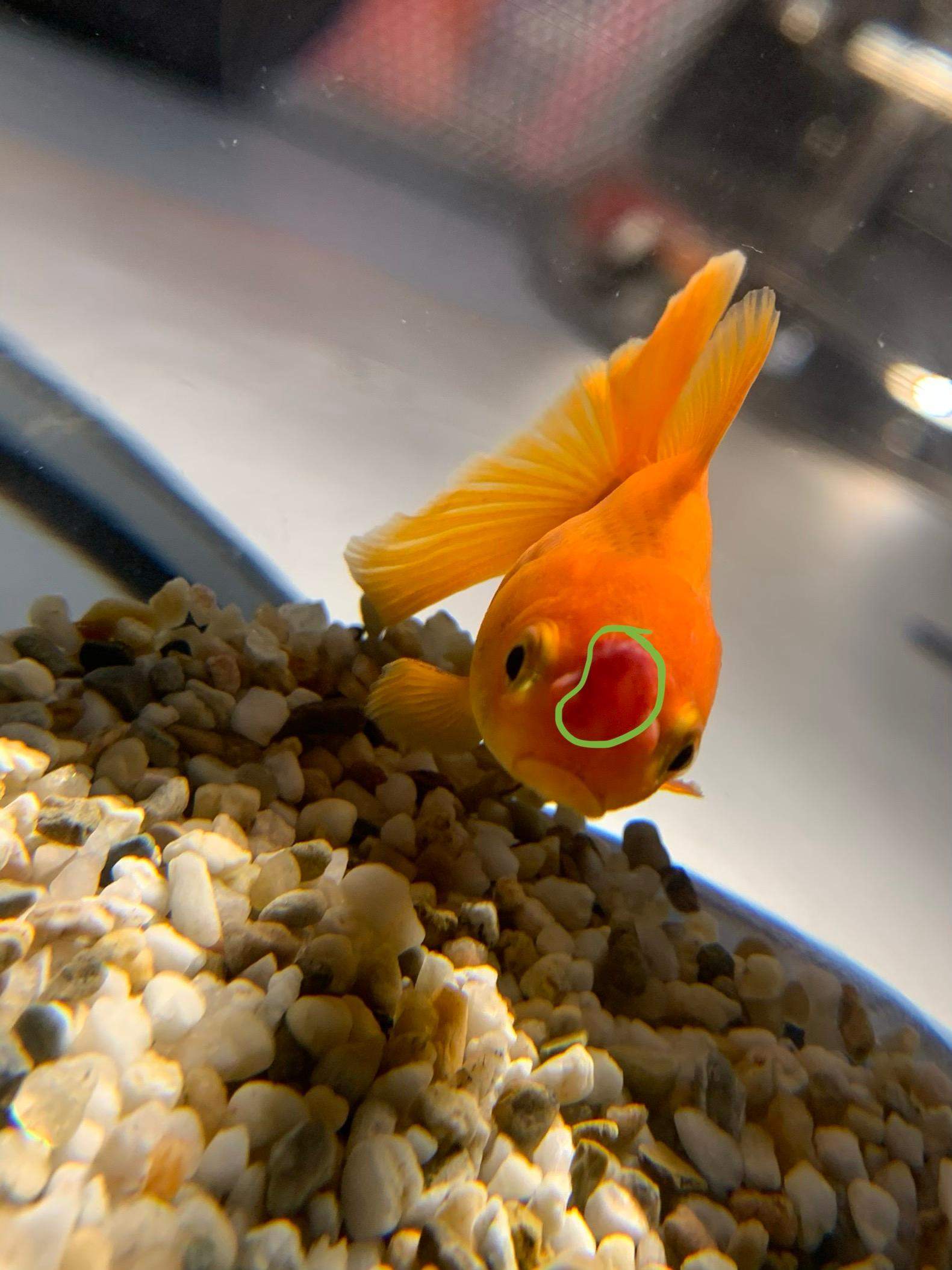 Goldfisch hat komischen roten / weißen fleck? (Gesundheit, Fische, Flecken)