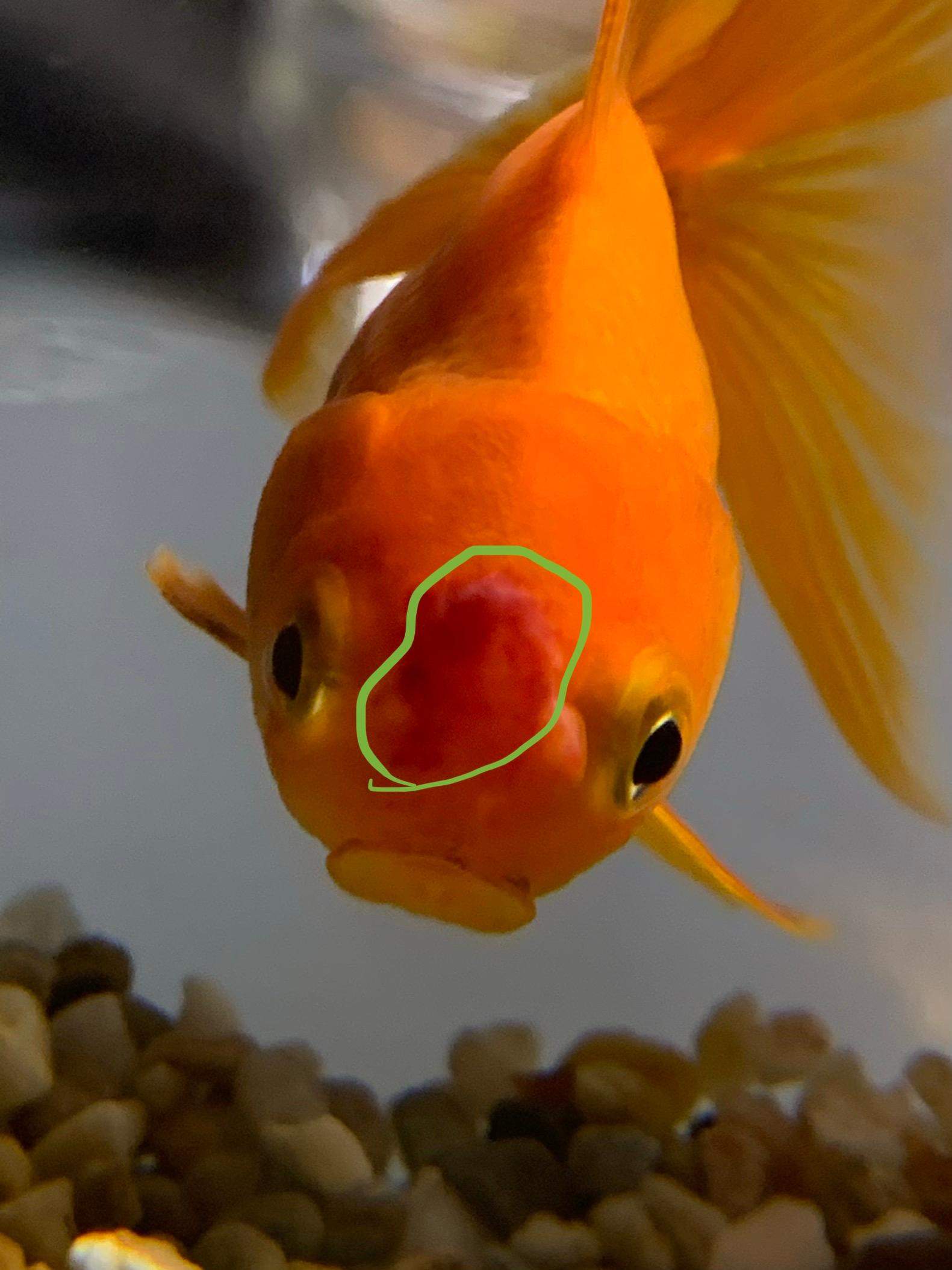Goldfisch Krankheiten Weisse Flecken