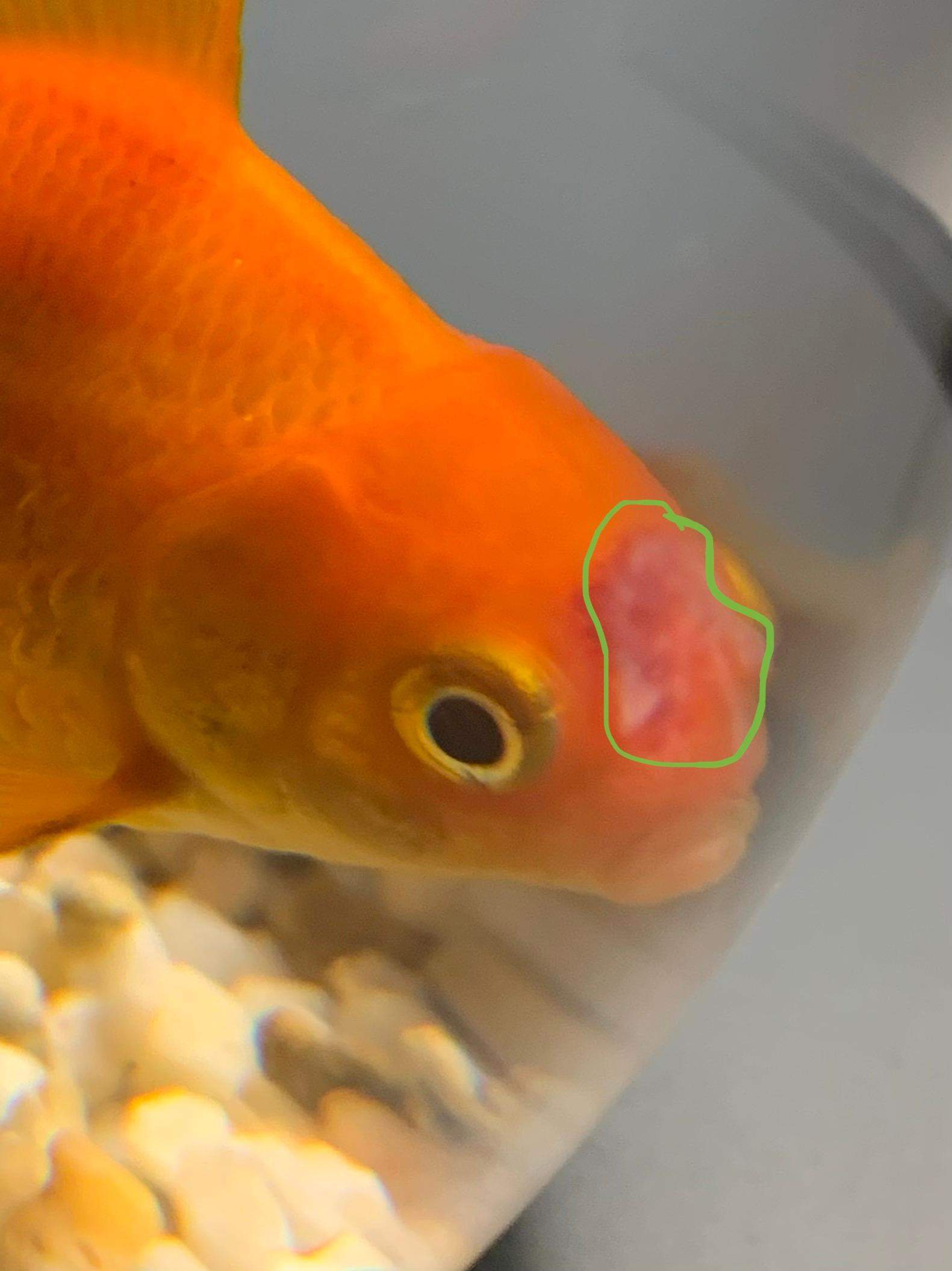Goldfisch hat komischen roten / weißen fleck? (Gesundheit, Fische, Flecken)