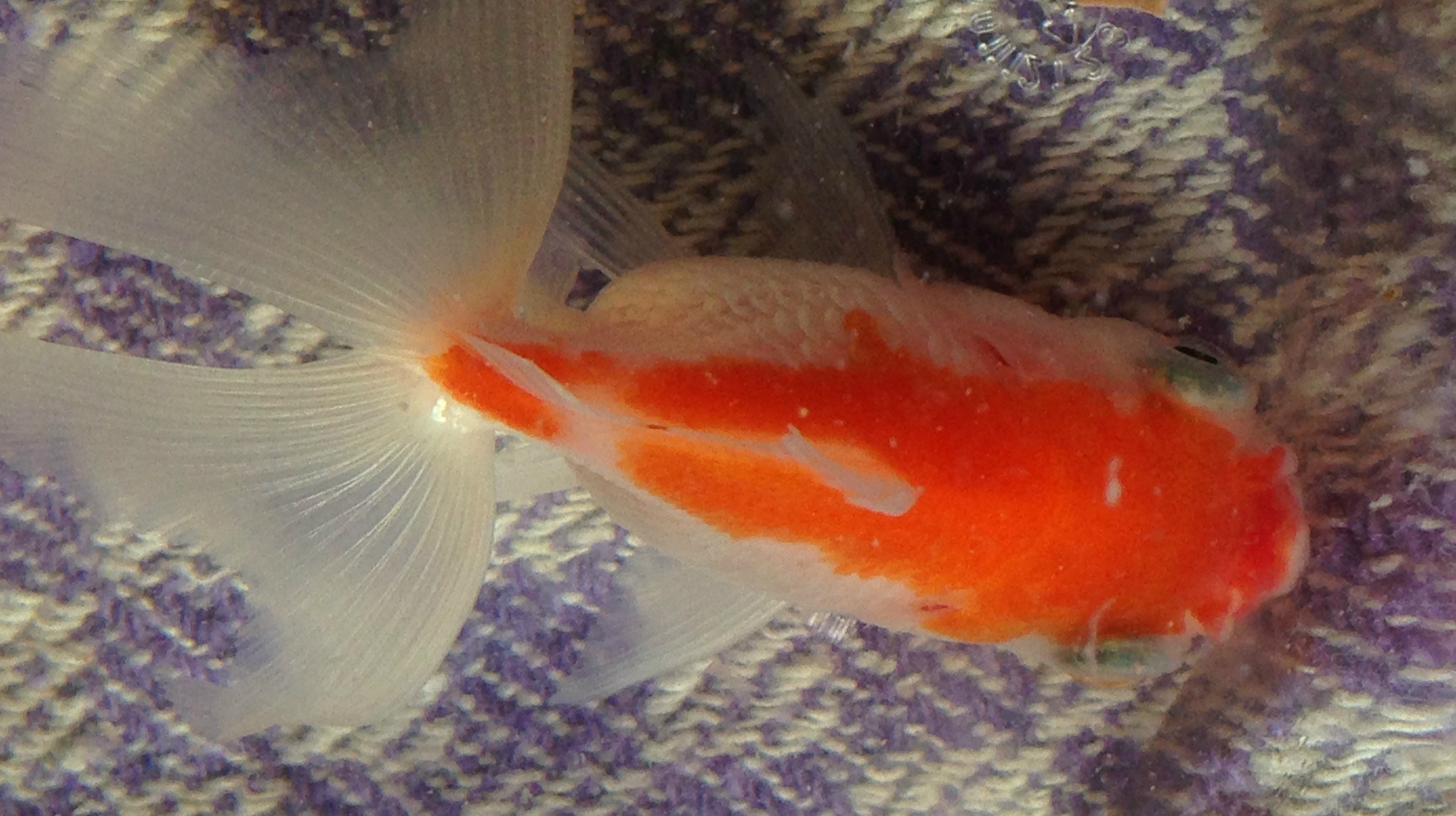 Goldfisch hat "Pickel" am Mund? (Krankheit, krank, Fische)