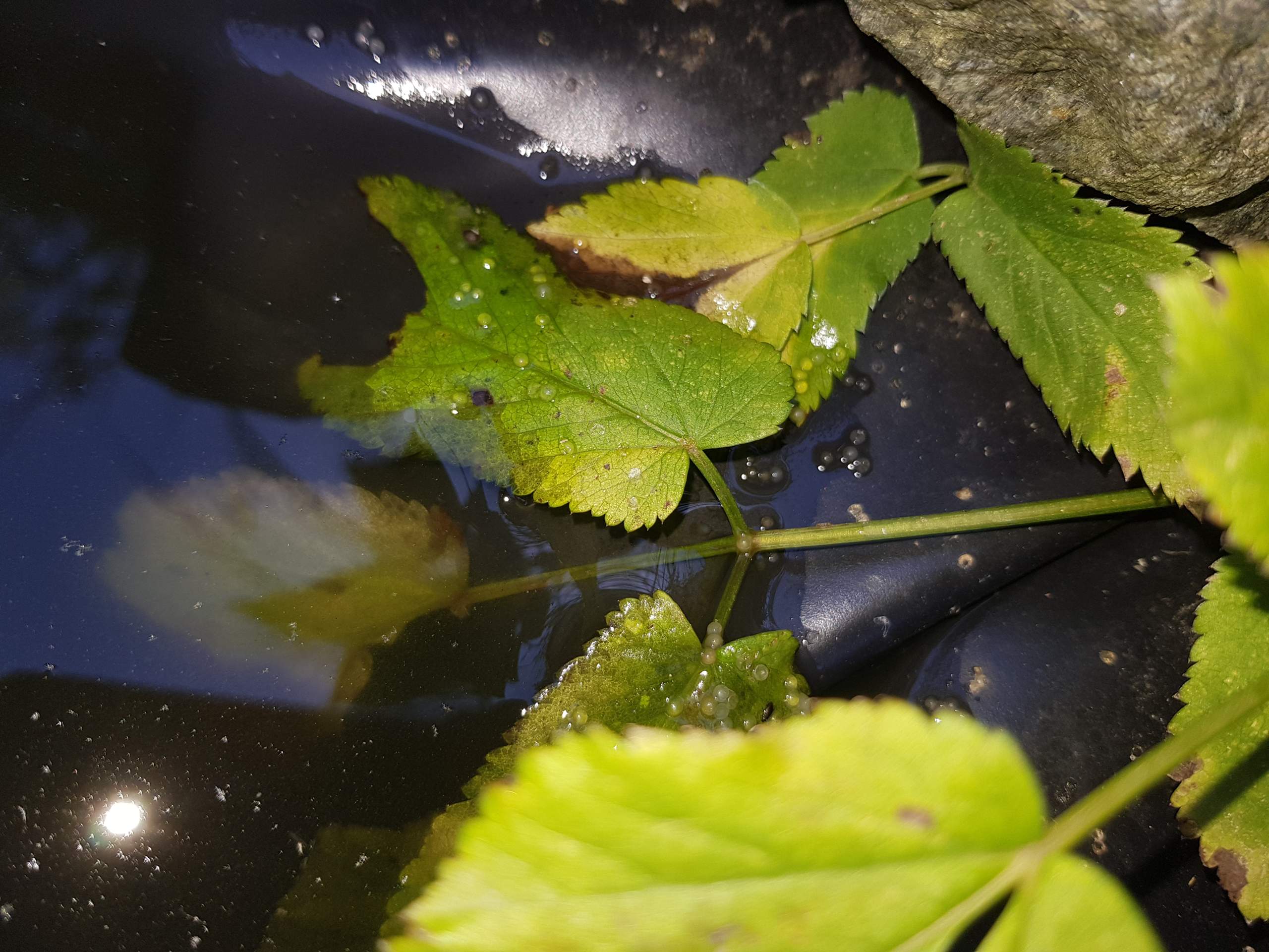 Goldfisch Laich? (Teich, Goldfische, fischeier) Goldfisch Laich? (Teich, Goldfische, fischeier)