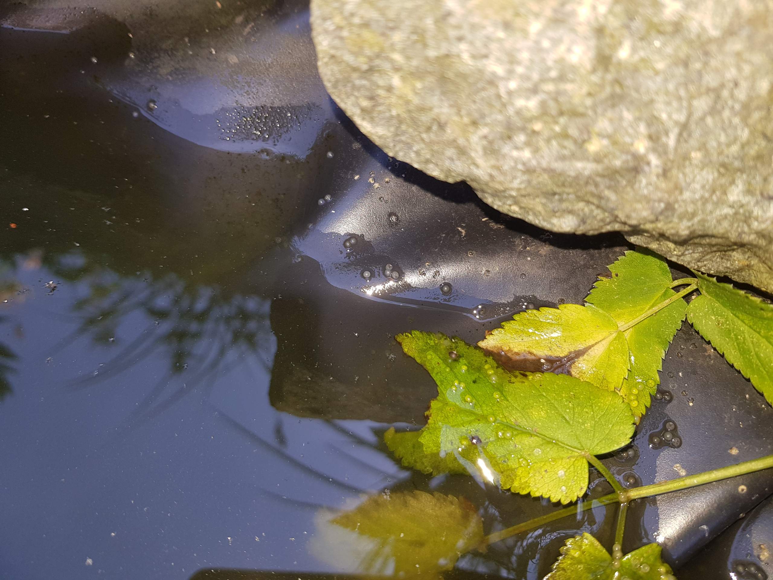 Goldfisch Laich? (Teich, Goldfische, fischeier)