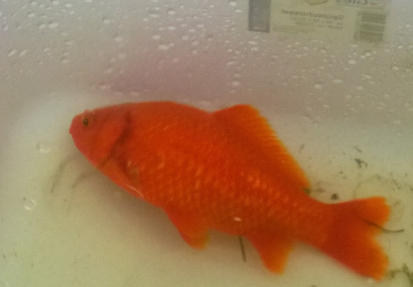 Goldfisch - (Krankheit, Goldfische)